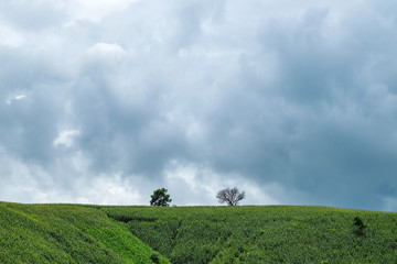 the mountains that full of corn field