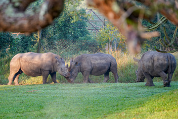 Rhino in Ziwa Park