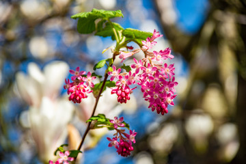 kwitnące drzewo © peter_313