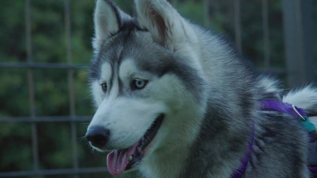 Siberian Husky looking at camera with different colored eyes, Slowmo Close Up