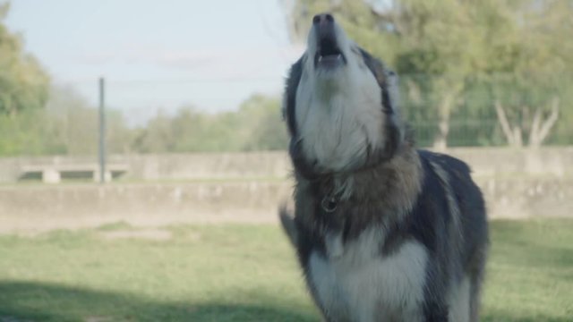 Husky dog howling dramatically in park with copy space, Slow Motion