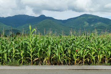the mountains that full of corn field