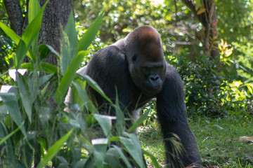 Gorilla