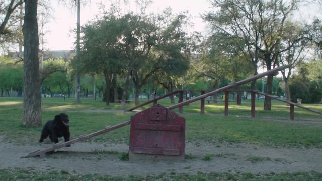 Black Cocker Spaniel Dog Runs Halfway Up Agility Seesaw Right Back Down, SLOWMO