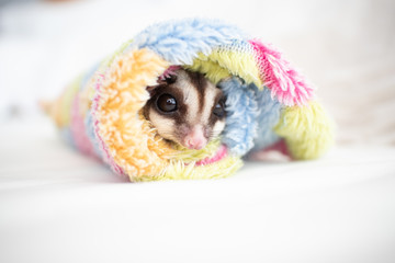 Cute little Sugar Glider rolled in soft cloth.