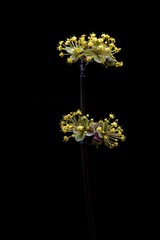 Blüte der Kornelkirsche auf schwarzem Hintergrund