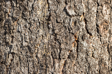 The surface of the tree trunk. Textured bark with large grooves.