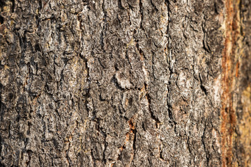 The surface of the tree trunk. Textured bark with large grooves.