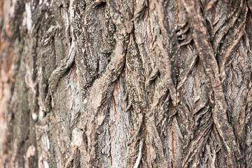 The surface of the tree trunk. Textured bark with large grooves.