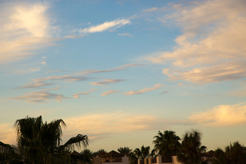 Obraz premium Palm tree in the background of a clear blue sky. Background for inserting an image or text on a theme - tourism, travel and leisure. Natural background