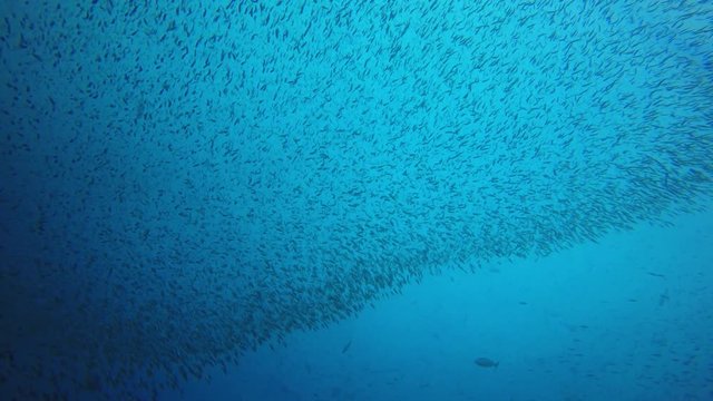 Shoal of sardines fish and mackerels 