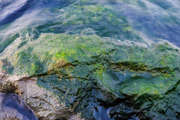 Detail shot of moss Algae on the wet rock at the sea shore