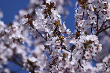 Spring white buds