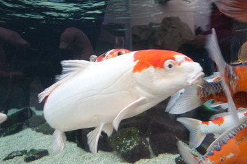 Fische im Aquarium