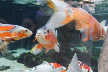 Fische im Aquarium