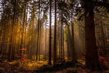 Wald im Harz