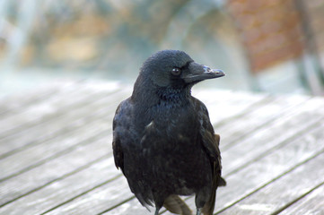 Broken Bird