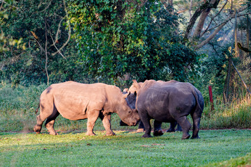 Fototapeta premium Rhino in Ziwa Park