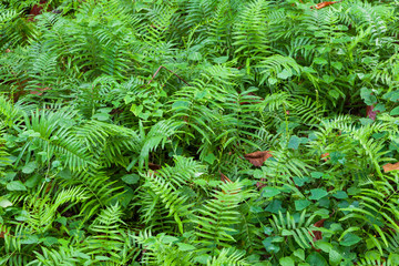 Green leafs of fern with raindrops in tropical.