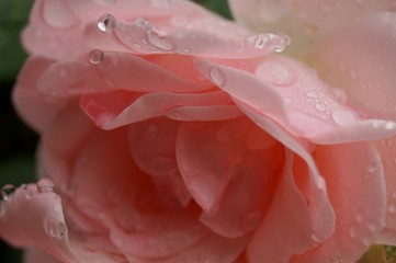 close up einer rosa - lachsfarbenen Rose mit Wassertropfen