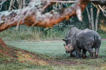 Rhino in Ziwa Park