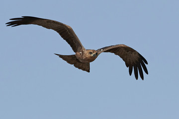 Black kite (Milvus migrans)