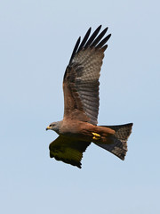 Obraz premium Black kite (Milvus migrans)