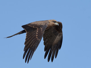 Black kite (Milvus migrans)