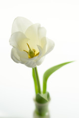 Close-up of a large white tulip in a transparent glass cylinder on a white background