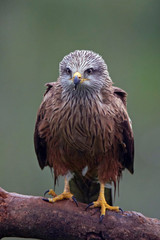 Black kite (Milvus migrans)