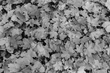 Abstract autumn black and white leafage