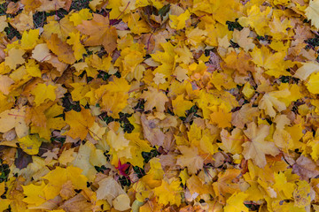 Abstract autumn leafage on grass