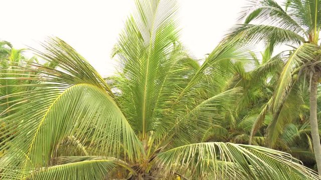 Karibische Landschaft in Palomino, La Guajira, Kolumbien