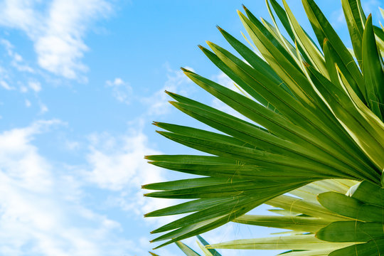 Palm tree in the background of a clear blue sky. Background for inserting an image or text on a theme - tourism, travel and leisure. Natural background