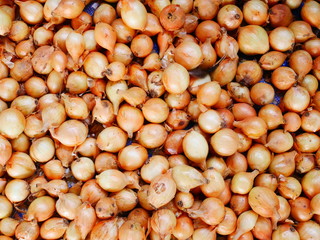 organic onion market,concept vegetable background