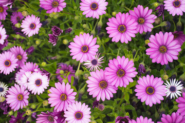 flowers background