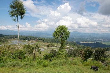 Fototapeta premium Green and brown rice terrace fields in Tana Toraja, South Sulawesi, Indonesia