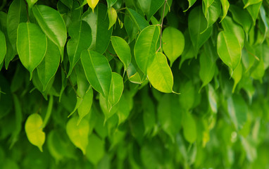 Fototapeta na wymiar Texture of bright green leaves. Summer vegetative background. Natural summer and spring background. Copy space.