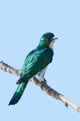 Klaas's cuckoo (Chrysococcyx klaas)