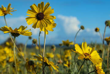 Black Eyed Susans Blossoming on the Palos Verdes Peninsula, Los Angeles County, California