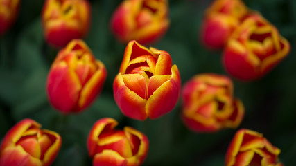 Tulpen - Liliengewächse © jsr548