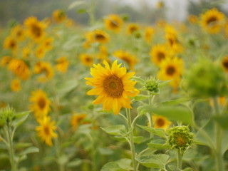 Fototapeta premium sunflower field nature background,concept summer flower