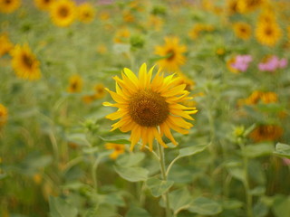 sunflower field nature background,concept summer flower