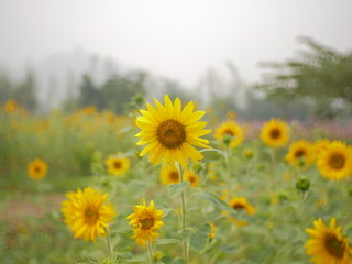 sunflower field nature background,concept summer flower