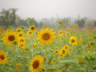 Obraz premium sunflower field nature background,concept summer flower