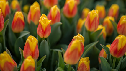 Tulpen - Liliengewächse © jsr548