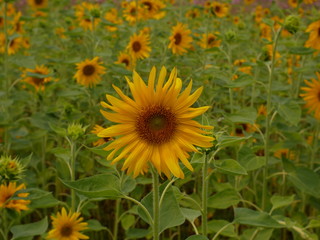 sunflower field of nature background