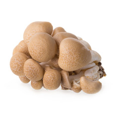 shimeji mushrooms brown varieties isolated on white background
