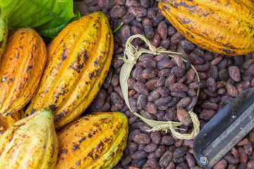 Ripe cocoa pod and beans setup on rustic wooden background