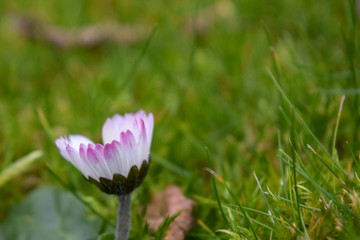 Spring flower on green grass background.